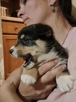 Grizzley , a male Pembroke Welsh Corgi for sale in Belmont, NY – Photo 7 of 10