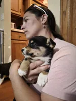 Grizzley , a male Pembroke Welsh Corgi for sale in Belmont, NY – Photo 9 of 10