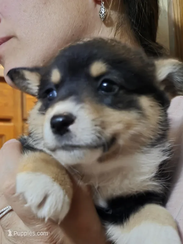 Grizzley  – Pembroke Welsh Corgi puppy for sale in Belmont, NY