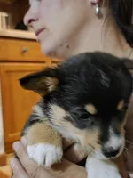 Grizzley , a male Pembroke Welsh Corgi for sale in Belmont, NY – Photo 4 of 10