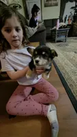 Grizzley , a male Pembroke Welsh Corgi for sale in Belmont, NY – Photo 6 of 10