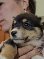 Grizzley , a male Pembroke Welsh Corgi for sale in Belmont, NY – Photo 3 of 10