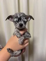Bailey , a female Chihuahua for sale in Gold Canyon, AZ – 3 of 9