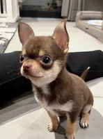 Molly, a female Chihuahua for sale in Gold Canyon, AZ – 4 of 9