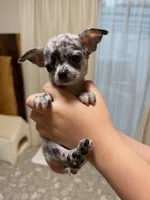Bailey , a female Chihuahua for sale in Gold Canyon, AZ – 2 of 9