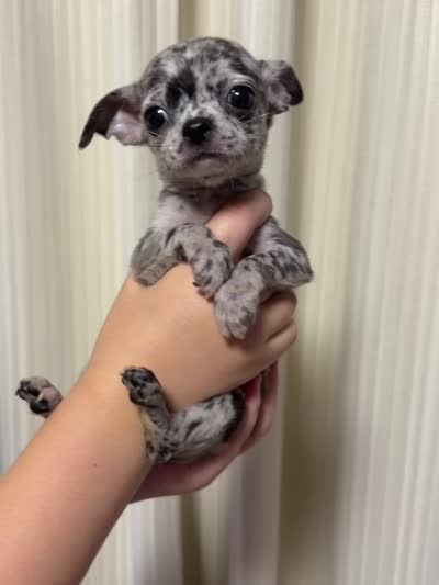 Bailey , a female Chihuahua for sale in Gold Canyon, AZ – 8 of 9