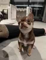 Molly, a female Chihuahua for sale in Gold Canyon, AZ – 8 of 9