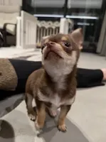 Molly, a female Chihuahua for sale in Gold Canyon, AZ – 6 of 9