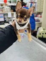 Molly, a female Chihuahua for sale in Gold Canyon, AZ – 5 of 9