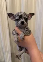 Bailey , a female Chihuahua for sale in Gold Canyon, AZ – 7 of 9