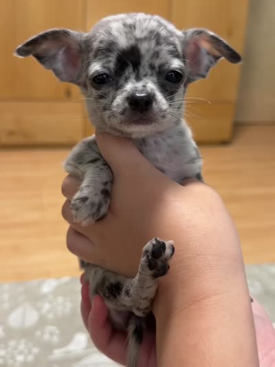 Bailey , a female Chihuahua for sale in Gold Canyon, AZ – 9 of 9