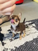 Molly, a female Chihuahua for sale in Gold Canyon, AZ – 2 of 9