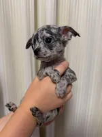 Bailey , a female Chihuahua for sale in Gold Canyon, AZ – 5 of 9
