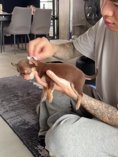 Molly, a female Chihuahua for sale in Gold Canyon, AZ – 9 of 9