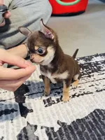 Molly, a female Chihuahua for sale in Gold Canyon, AZ – 7 of 9