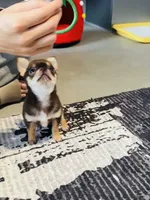 Molly, a female Chihuahua for sale in Gold Canyon, AZ – 1 of 9