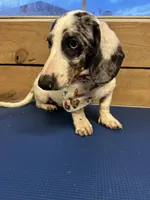 Walker, a male Dachshund and Miniature Dachshund for sale in Whitehouse, TX – Photo 2 of 2