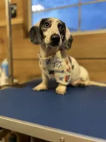 Walker, a male Dachshund and Miniature Dachshund for sale in Whitehouse, TX – Photo 1 of 2