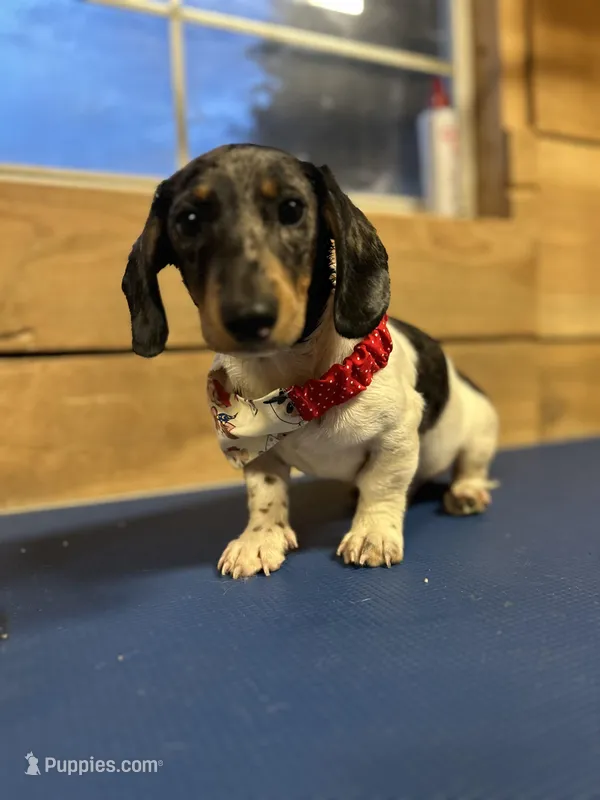 Hank – Miniature Dachshund puppy for sale in Whitehouse, TX