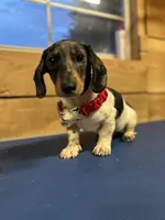 Hank, a male Miniature Dachshund for sale in Whitehouse, TX – Photo 1 of 2