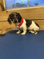 Hank, a male Miniature Dachshund for sale in Whitehouse, TX – Photo 2 of 2