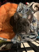 Bluey, a male French Bulldog for sale in Anaheim, CA – 3 of 3