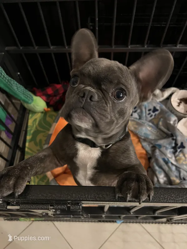Bluey – French Bulldog puppy for sale in Anaheim, CA