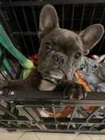 Bluey, a male French Bulldog for sale in Anaheim, CA – 2 of 3