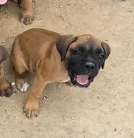 Female 1, a female Boxer for sale in Perris, CA – Photo 4 of 6