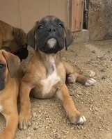 Female 1, a female Boxer for sale in Perris, CA – Photo 3 of 6