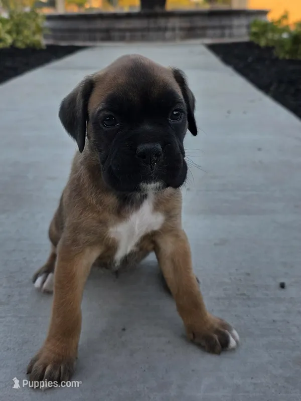 Female 1 – Boxer puppy for sale in Perris, CA