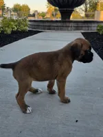 Female 1, a female Boxer for sale in Perris, CA – Photo 2 of 6