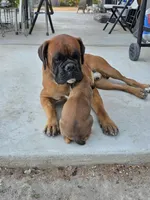 Male 2, a male Boxer for sale in Perris, CA – Photo 2 of 3