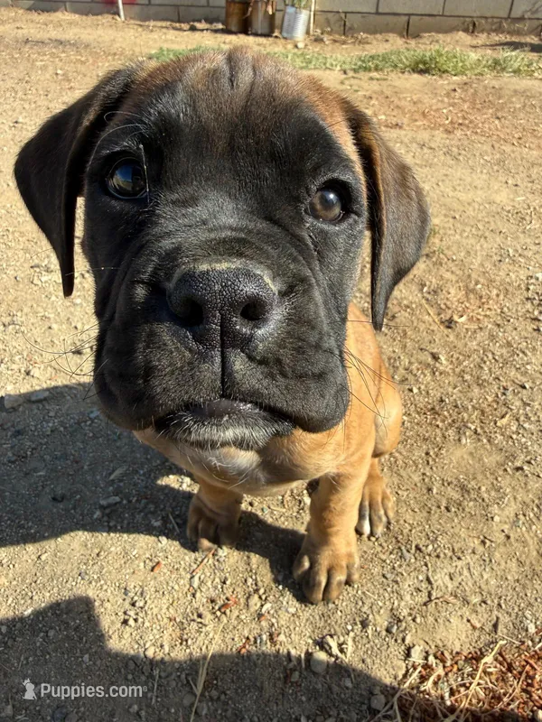 Male 2 – Boxer puppy for sale in Perris, CA