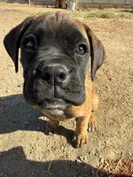 Male 2, a male Boxer for sale in Perris, CA – Photo 1 of 3