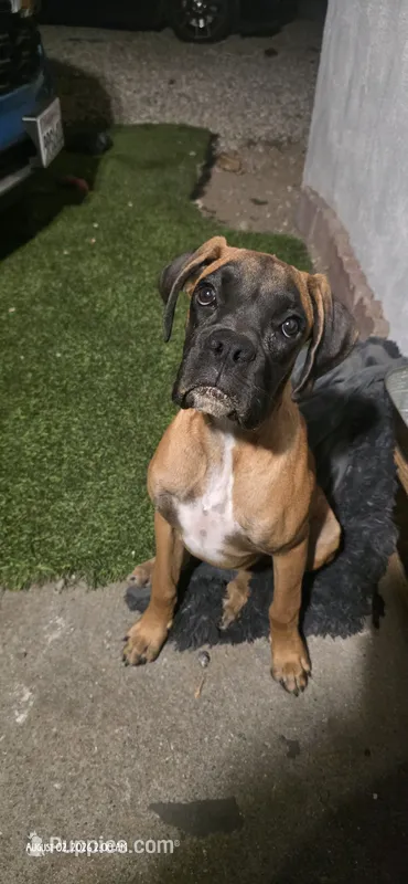 Male Boxer – Boxer puppy for sale in Perris, CA