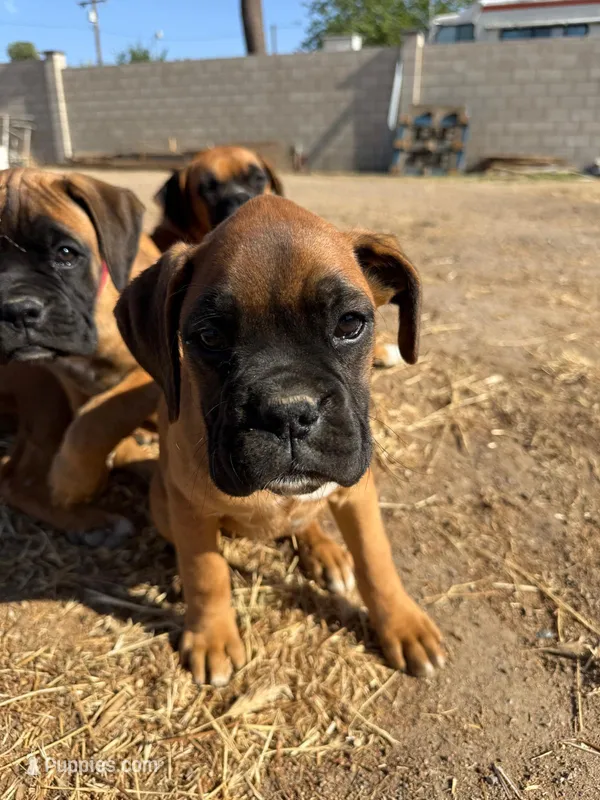 Female 2 – Boxer puppy for sale in Perris, CA