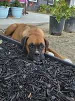 Female 1, a female Boxer for sale in Perris, CA – Photo 3 of 3