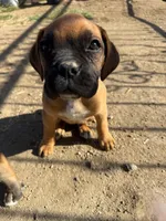Female 1, a female Boxer for sale in Perris, CA – Photo 1 of 3