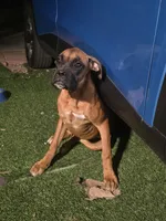 Female Boxer, a female Boxer for sale in Perris, CA – 3 of 6