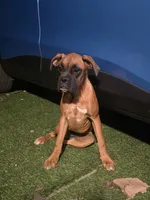 Female Boxer, a female Boxer for sale in Perris, CA – 2 of 6