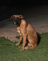 Female Boxer, a female Boxer for sale in Perris, CA – 4 of 6