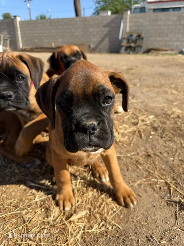 Female Boxer – Boxer puppy for sale in Perris, CA