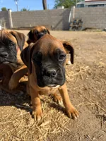Female Boxer, a female Boxer for sale in Perris, CA – 1 of 6