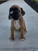 Male 1, a male Boxer for sale in Perris, CA – Photo 3 of 8