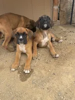 Male 1, a male Boxer for sale in Perris, CA – Photo 5 of 8