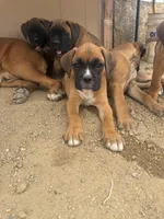 Male 1, a male Boxer for sale in Perris, CA – Photo 6 of 8