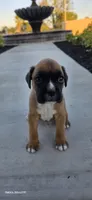 Male 1, a male Boxer for sale in Perris, CA – Photo 4 of 8