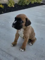 Male 1, a male Boxer for sale in Perris, CA – Photo 2 of 8