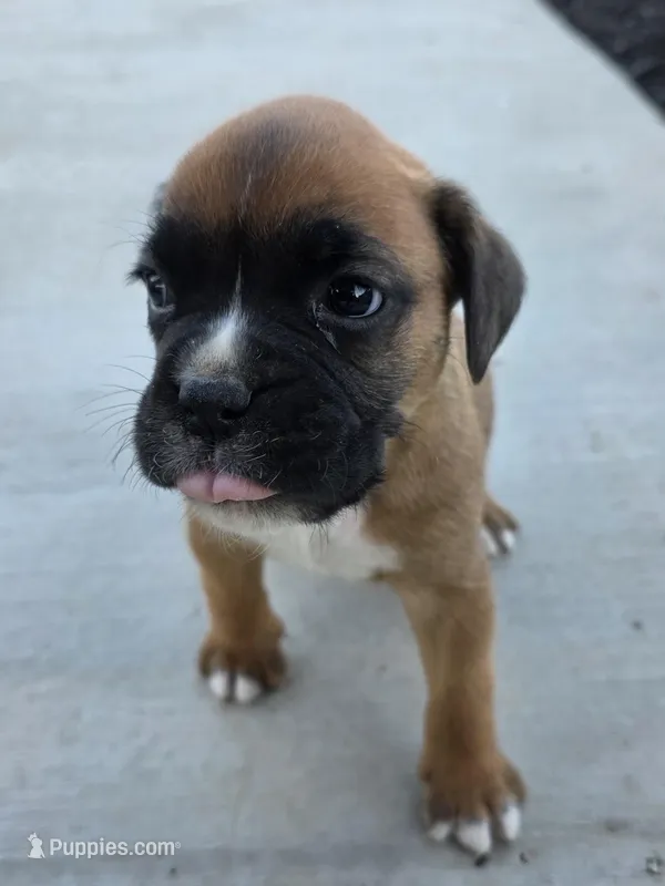 Male 1 – Boxer puppy for sale in Perris, CA